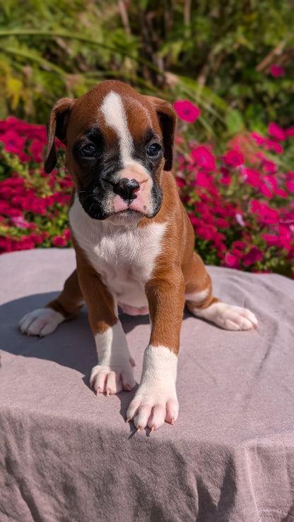 BOXER (08/20) FEMALE