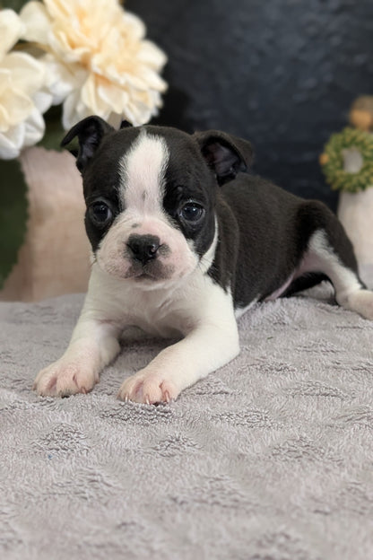 BOSTON TERRIER (FEB 09) MALES