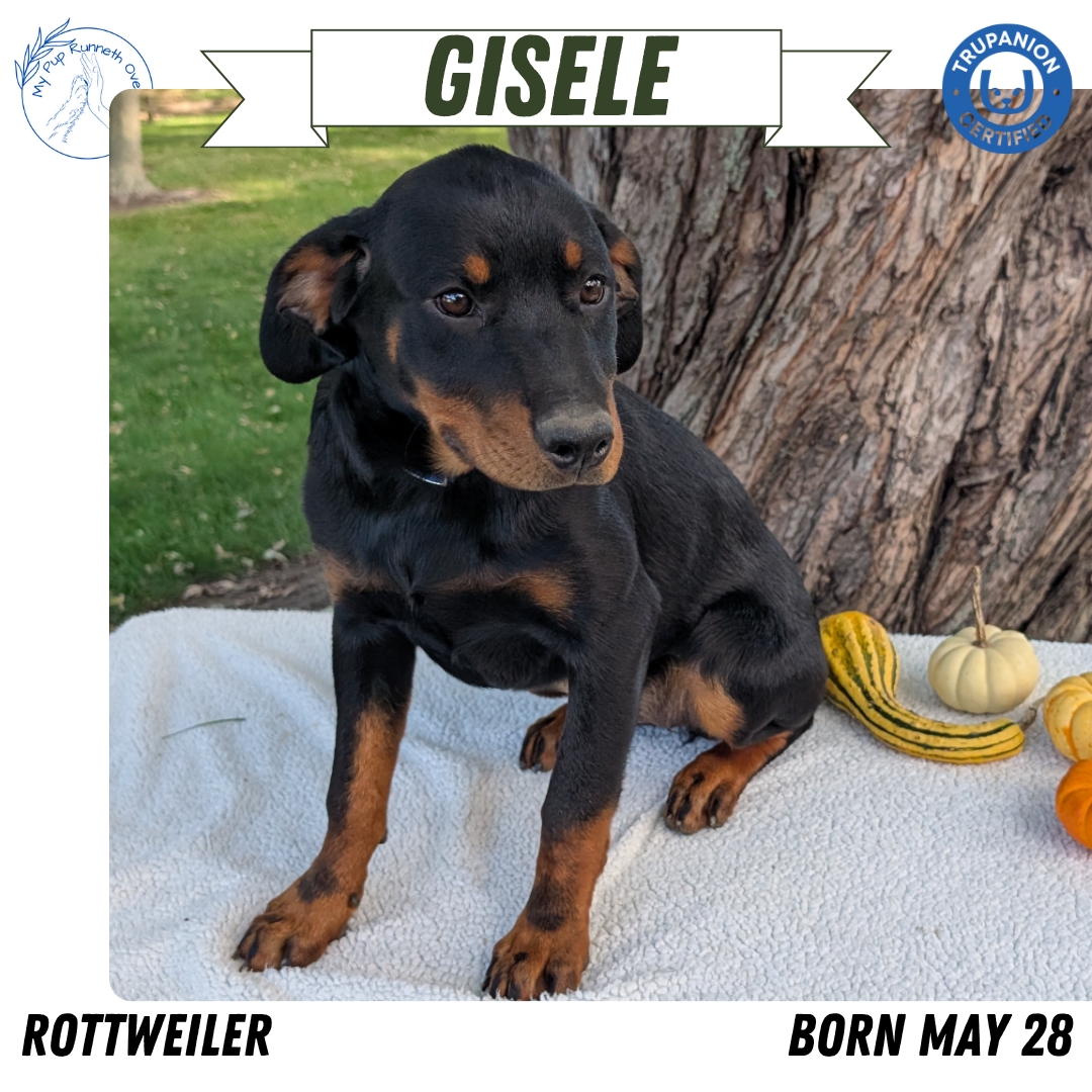 ROTTWEILER (05/28) FEMALE