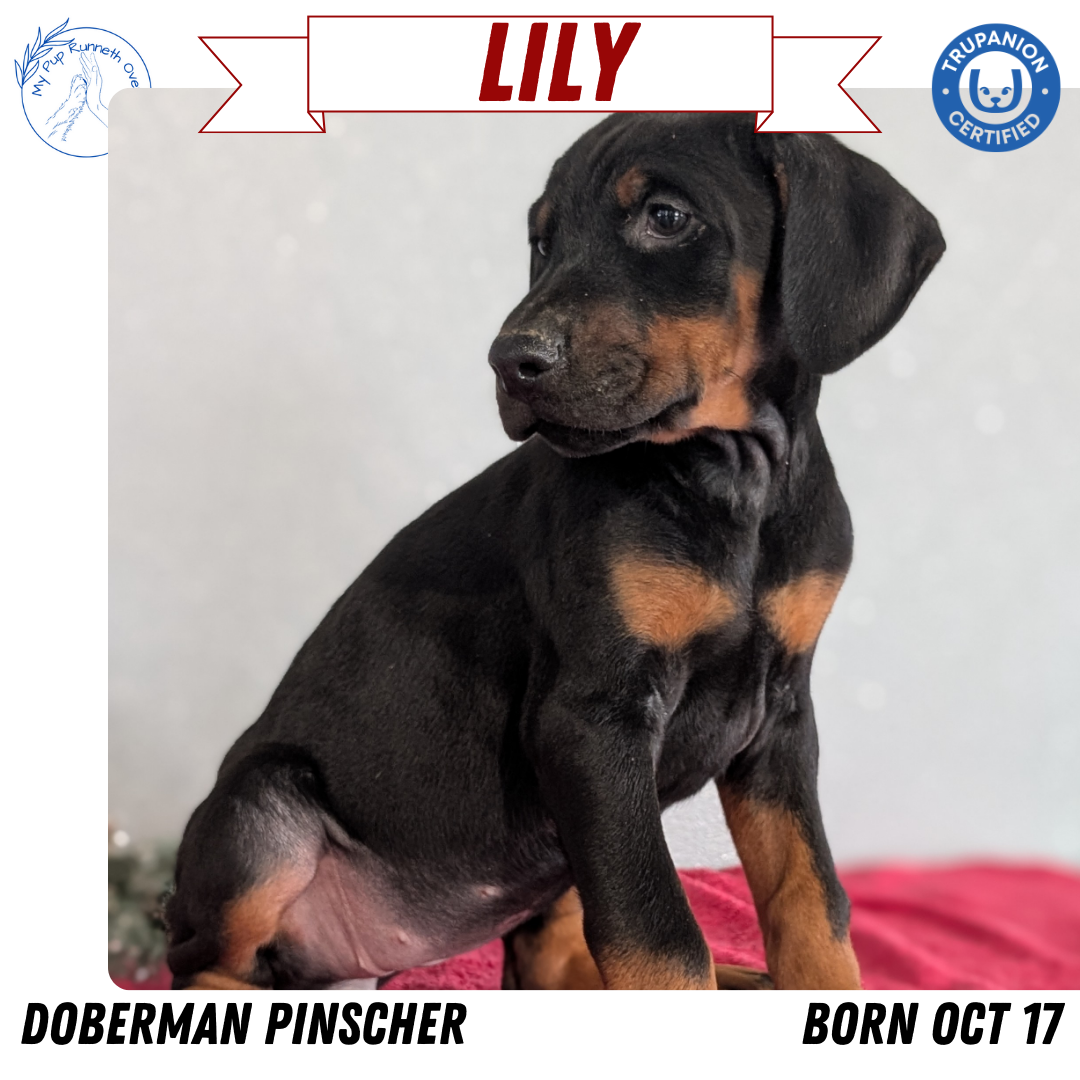 DOBERMAN PINSCHER (OCT 17) FEMALES