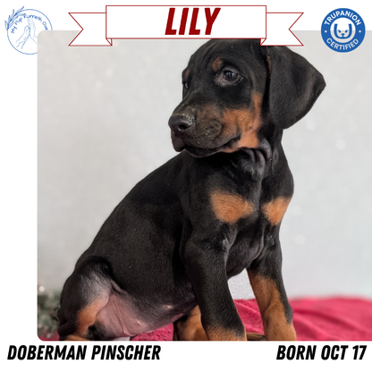 DOBERMAN PINSCHER (OCT 17) FEMALES