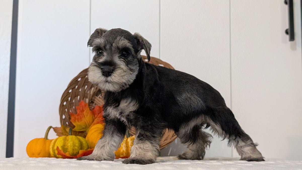 MINI SCHNAUZER (AUG 27) 4 FEMALES/1 MALE