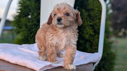 MINI POODLE (MAY 12) MALES