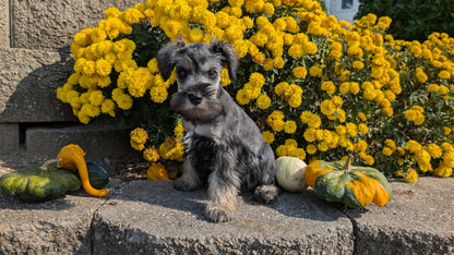 MINI SCHNAUZER (08/21) MALE