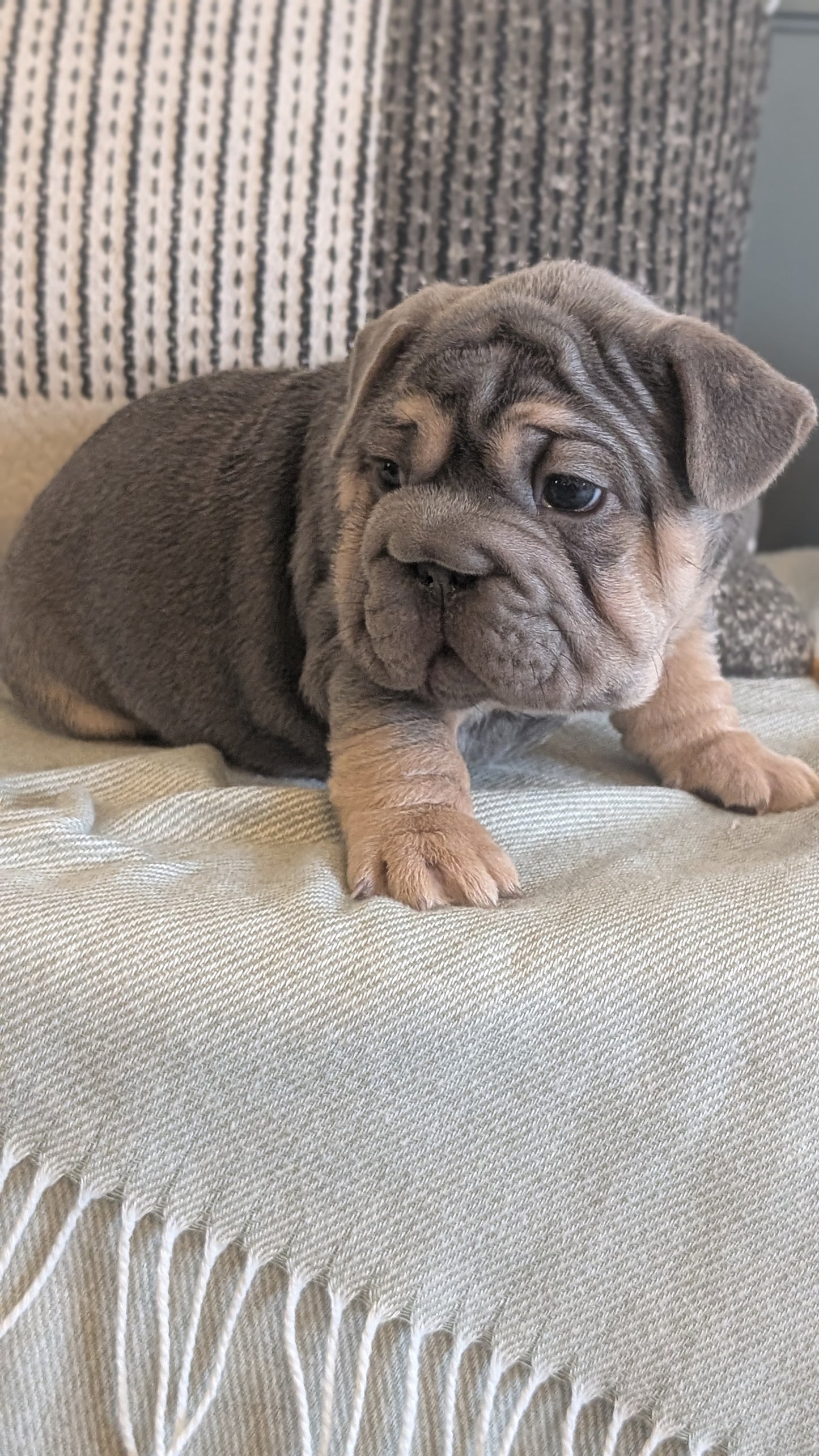 FRENCH BULLDOG (JAN 09) MALES