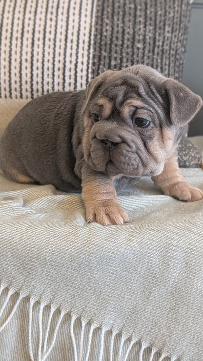 FRENCH BULLDOG (JAN 09) MALES