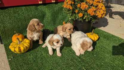 CAVAPOO (08/13) MALE