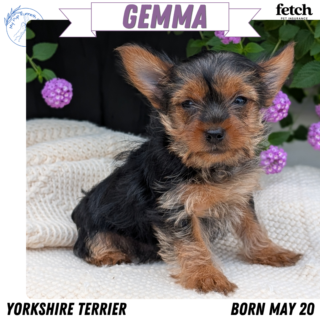 YORKSHIRE TERRIER (MAY 20) FEMALE