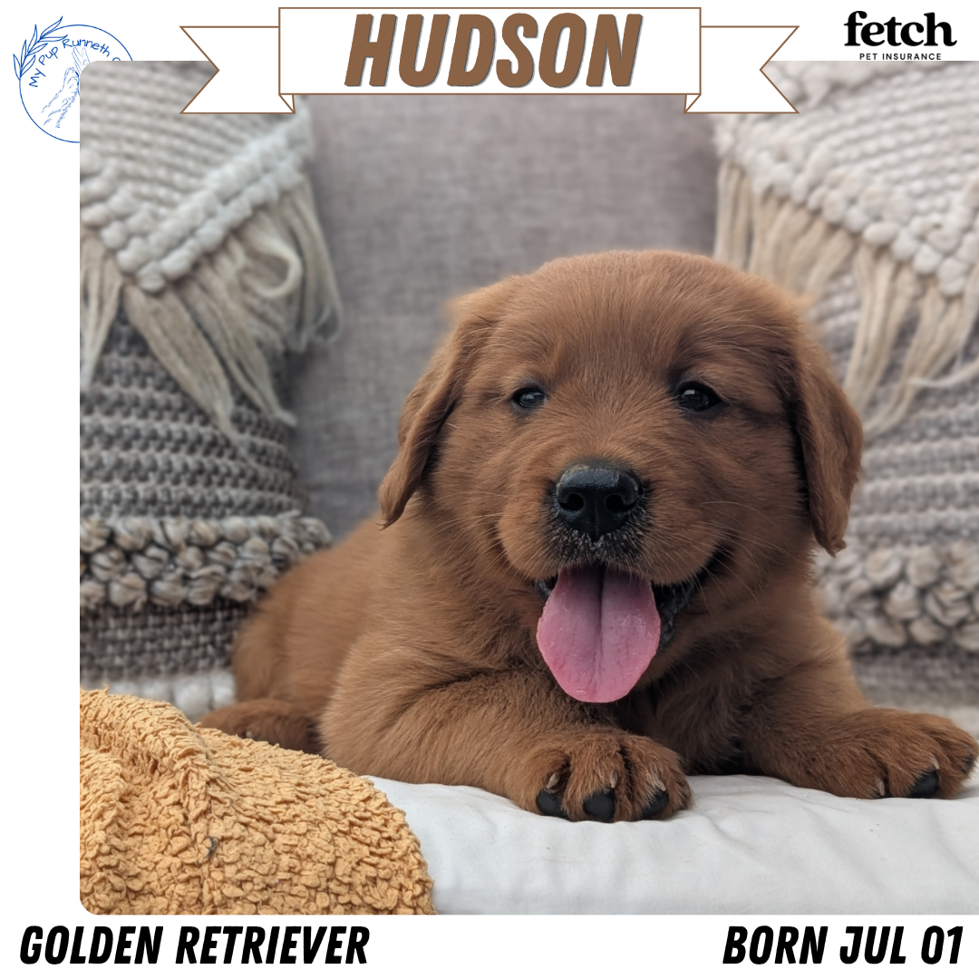 GOLDEN RETRIEVER (JUL 01) MALES