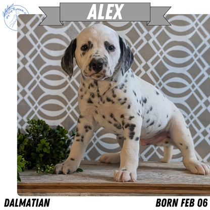 DALMATIAN (FEB 06) MALES