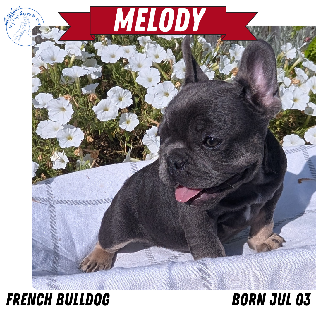 FRENCH BULLDOG (07/03) FEMALE