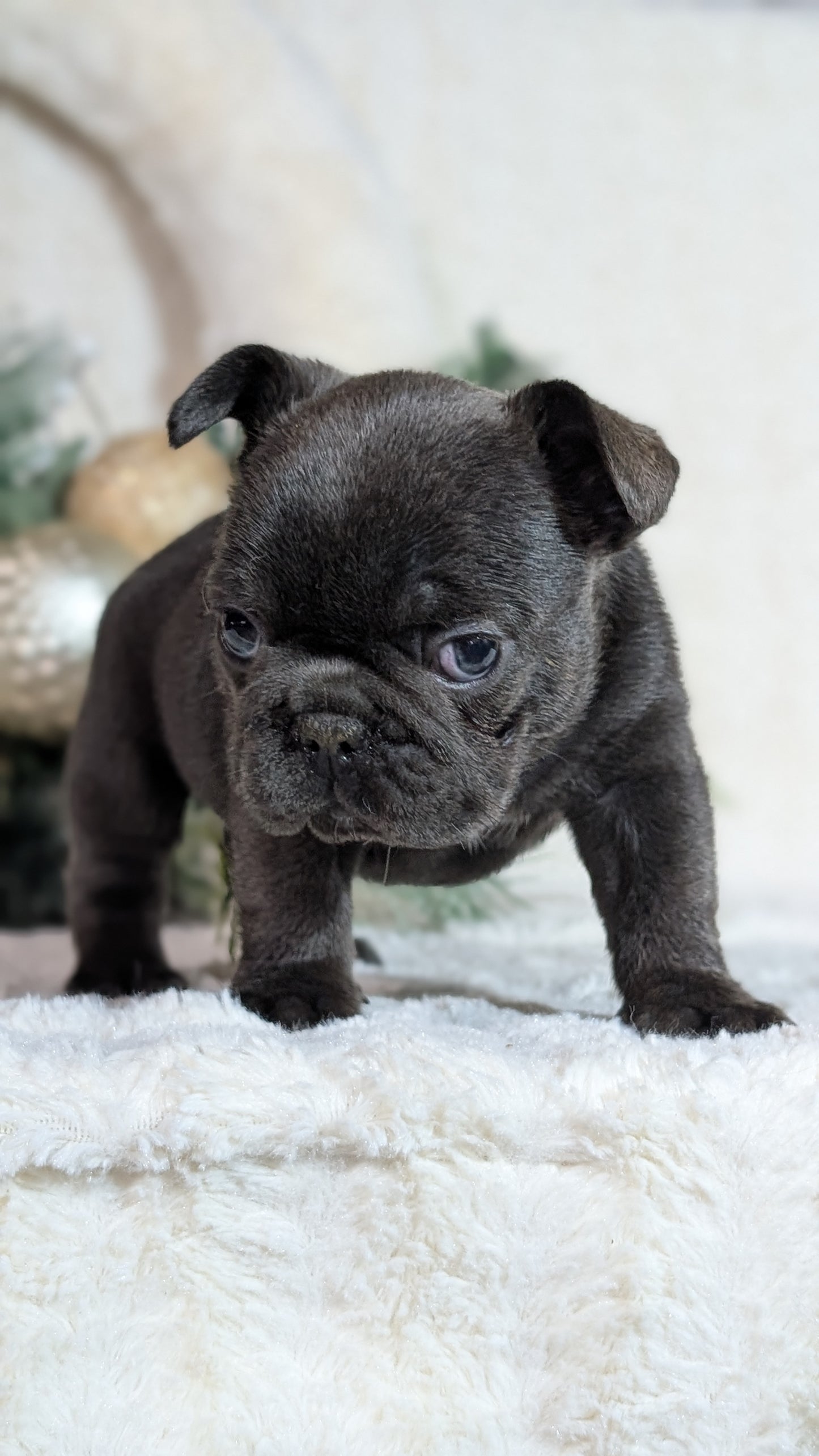 FRENCH BULLDOG (OCT 08) FEMALES