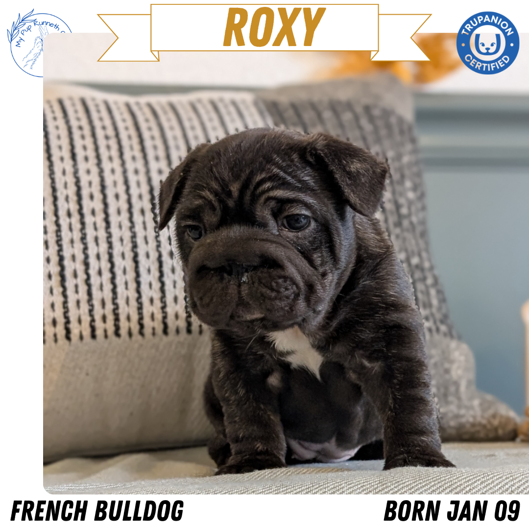 FRENCH BULLDOG (JAN 09) FEMALES