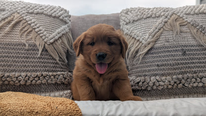 GOLDEN RETRIEVER (JUL 01) MALES