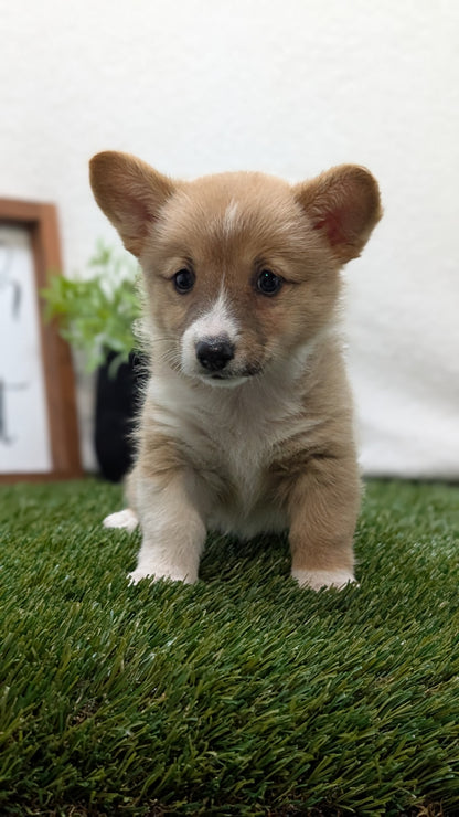 CORGI (07/10) FEMALE