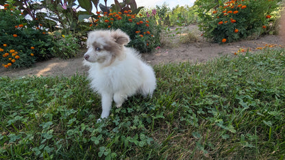 POMERANIAN (04/22) FEMALE