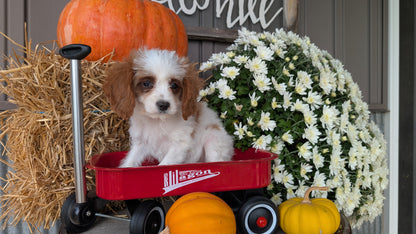 CAVAPOO (07/26) MALE