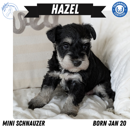 MINI SCHNAUZER (01/20) FEMALE