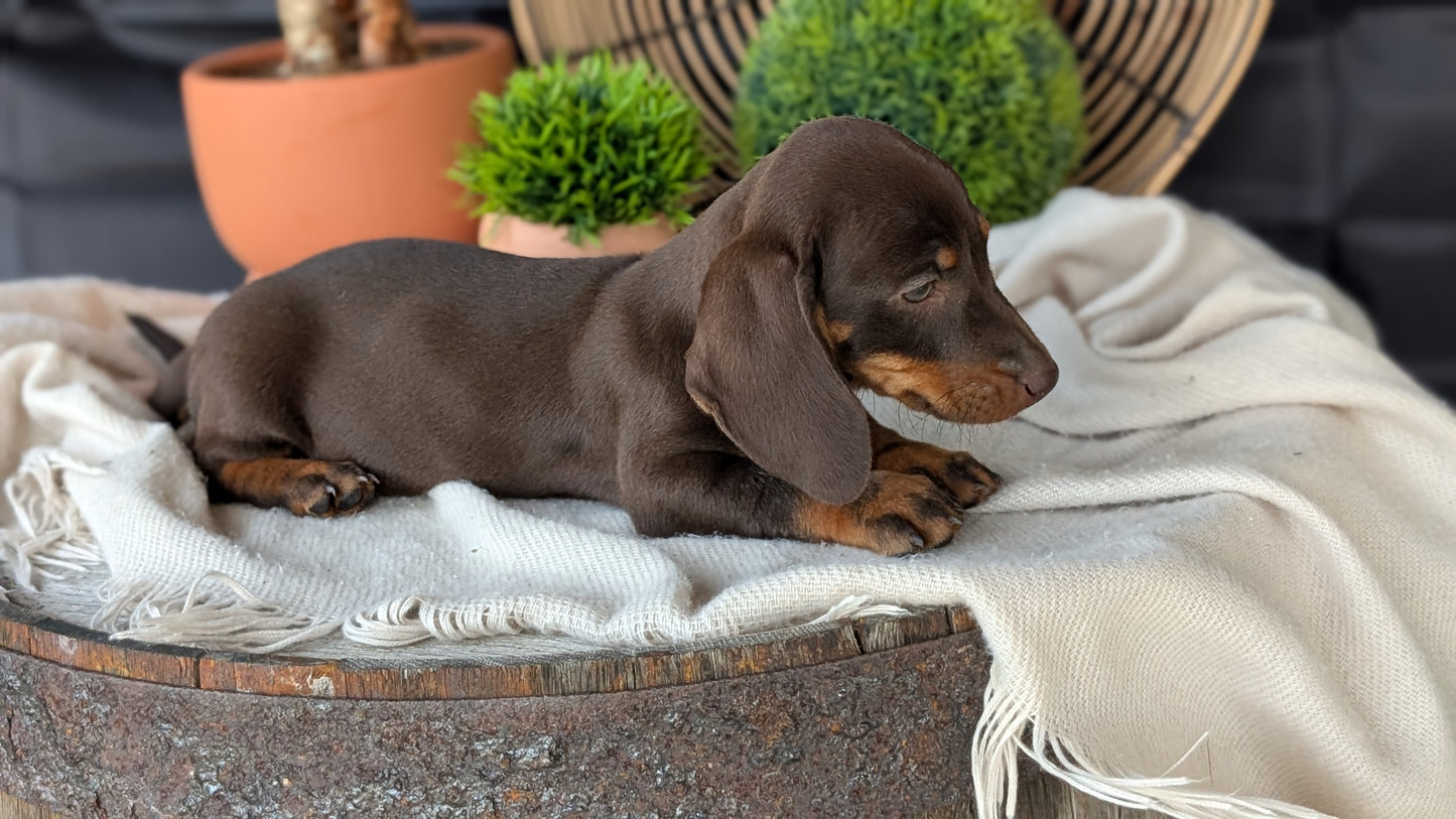 MINI DACHSHUND (MAY 26) MALE