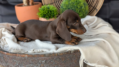 MINI DACHSHUND (MAY 26) MALE