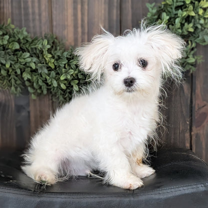 MALTESE (NOV 15) MALES