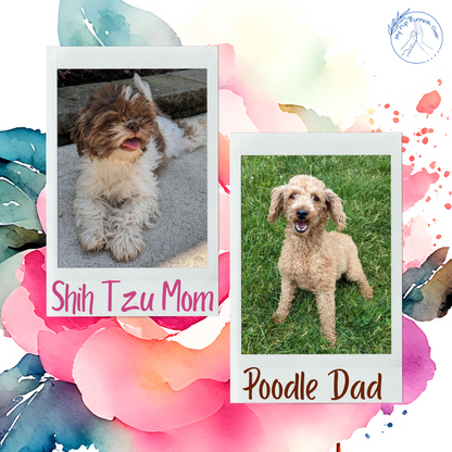 SHIH-POO (04/22) MALE