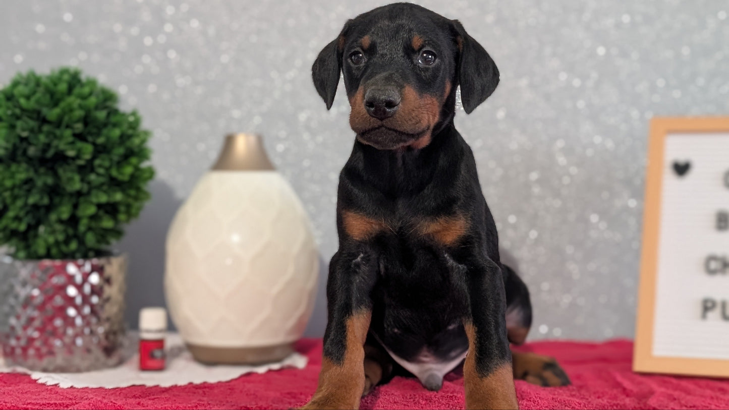DOBERMAN PINSCHER (OCT 17) MALES