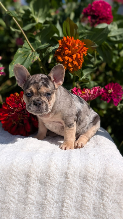 FRENCH BULLDOG (07/08) FEMALE