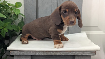 MINI DACHSHUND (MAR 23) MALES