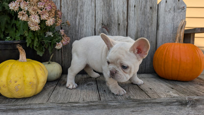 FRENCH BULLDOG (09/09) FEMALE