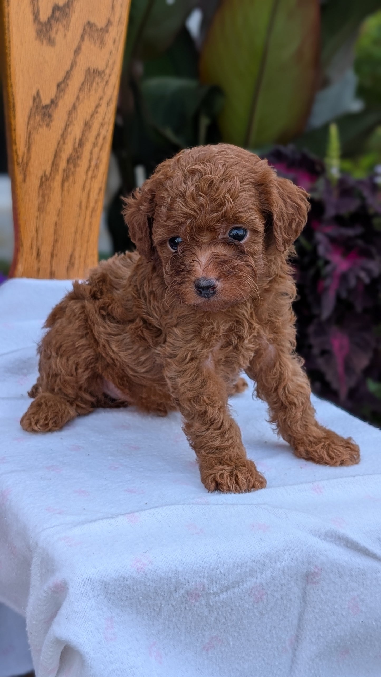 TOY POODLE (JUN 17) MALES