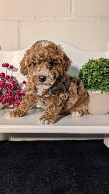 MINI POODLE (NOV 18) MALES