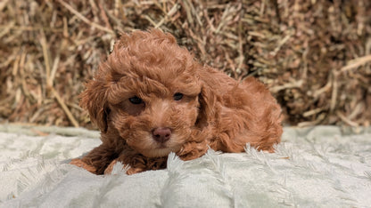 MINI POODLE (03/18) MALE