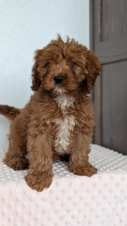 CAVAPOO (DEC 26) MALES