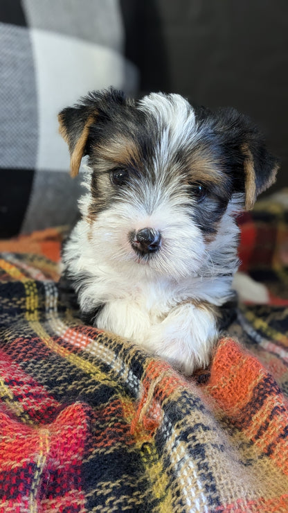 YORKSHIRE TERRIER (09/28) MALE