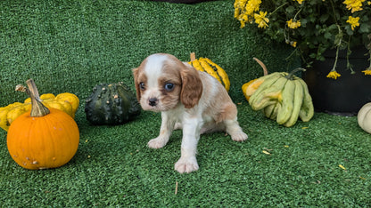CAVALIER (08/12) MALE