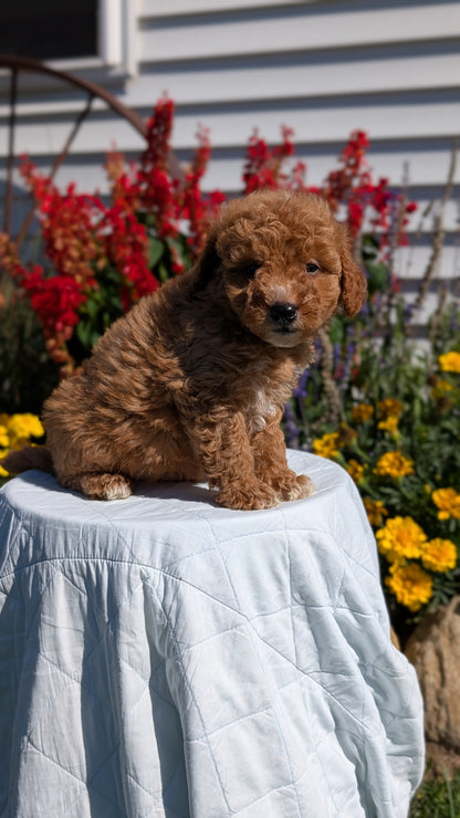 MINI GOLDENDOODLE (08/15) MALE