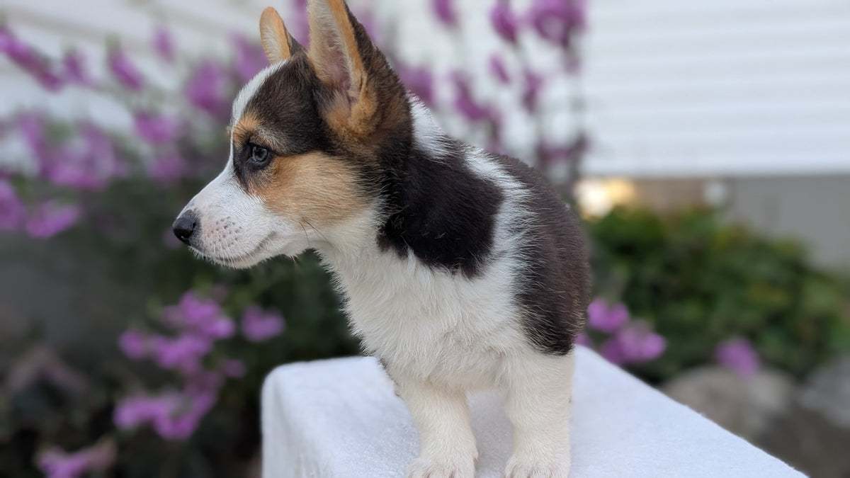 CORGI (JUN 08) FEMALES