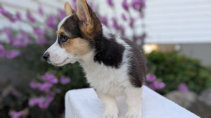 CORGI (JUN 08) FEMALES