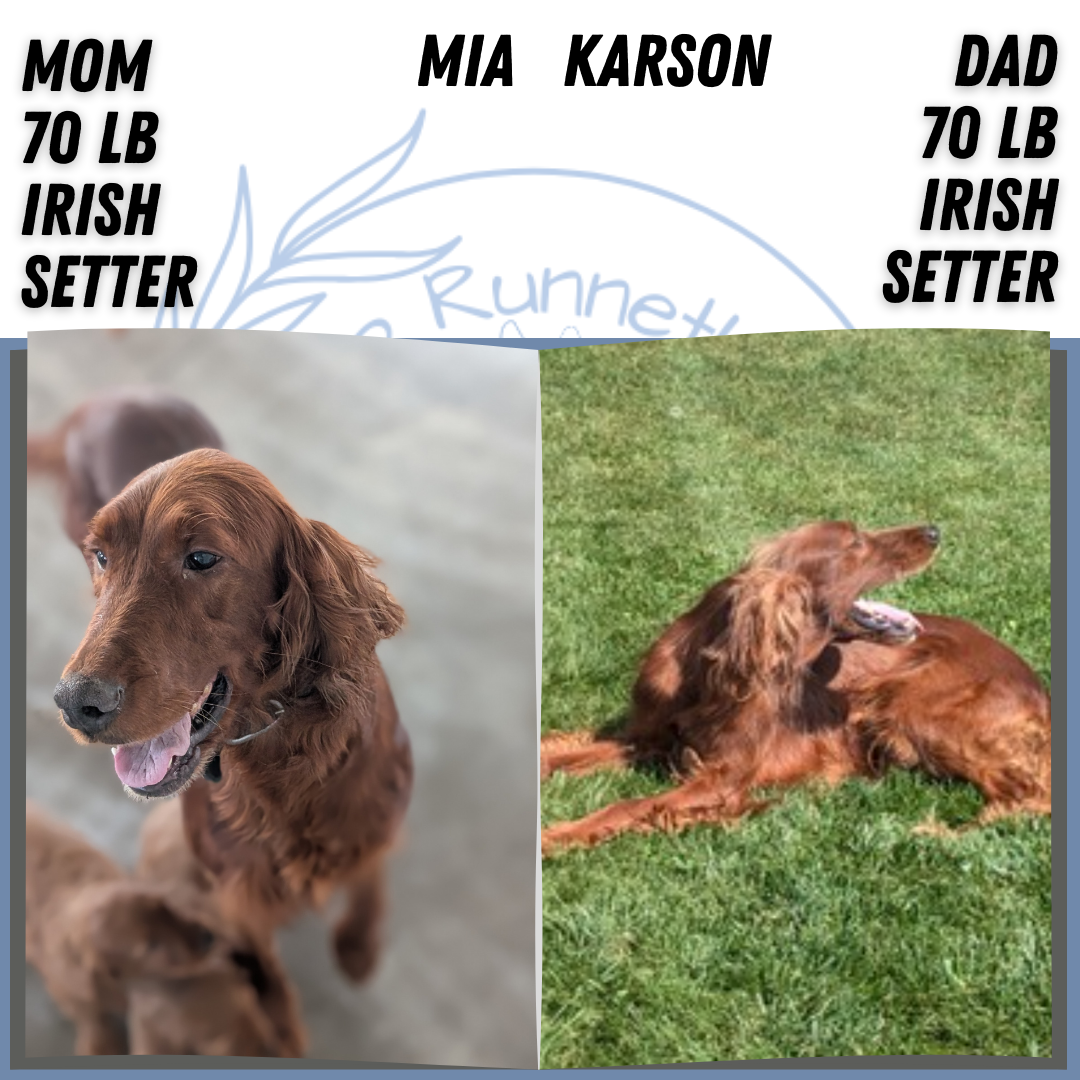IRISH SETTER (NOV 02) MALES