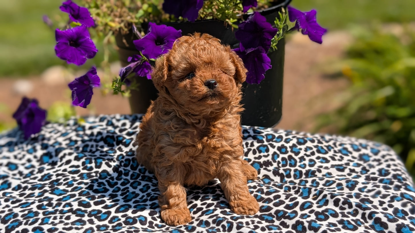 TOY POODLE (JUN 25) MALES