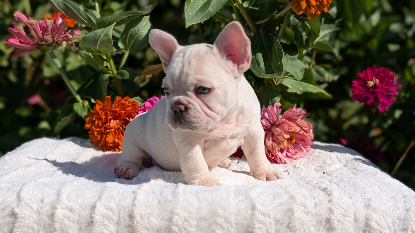 FRENCH BULLDOG (07/08) MALE