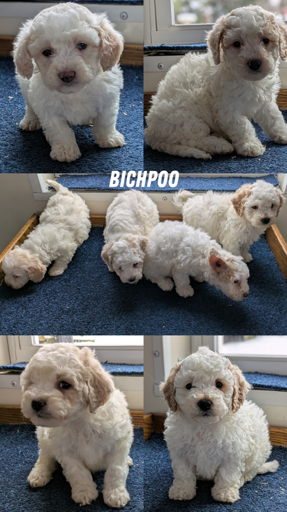 BICHPOO (12/29) MALE