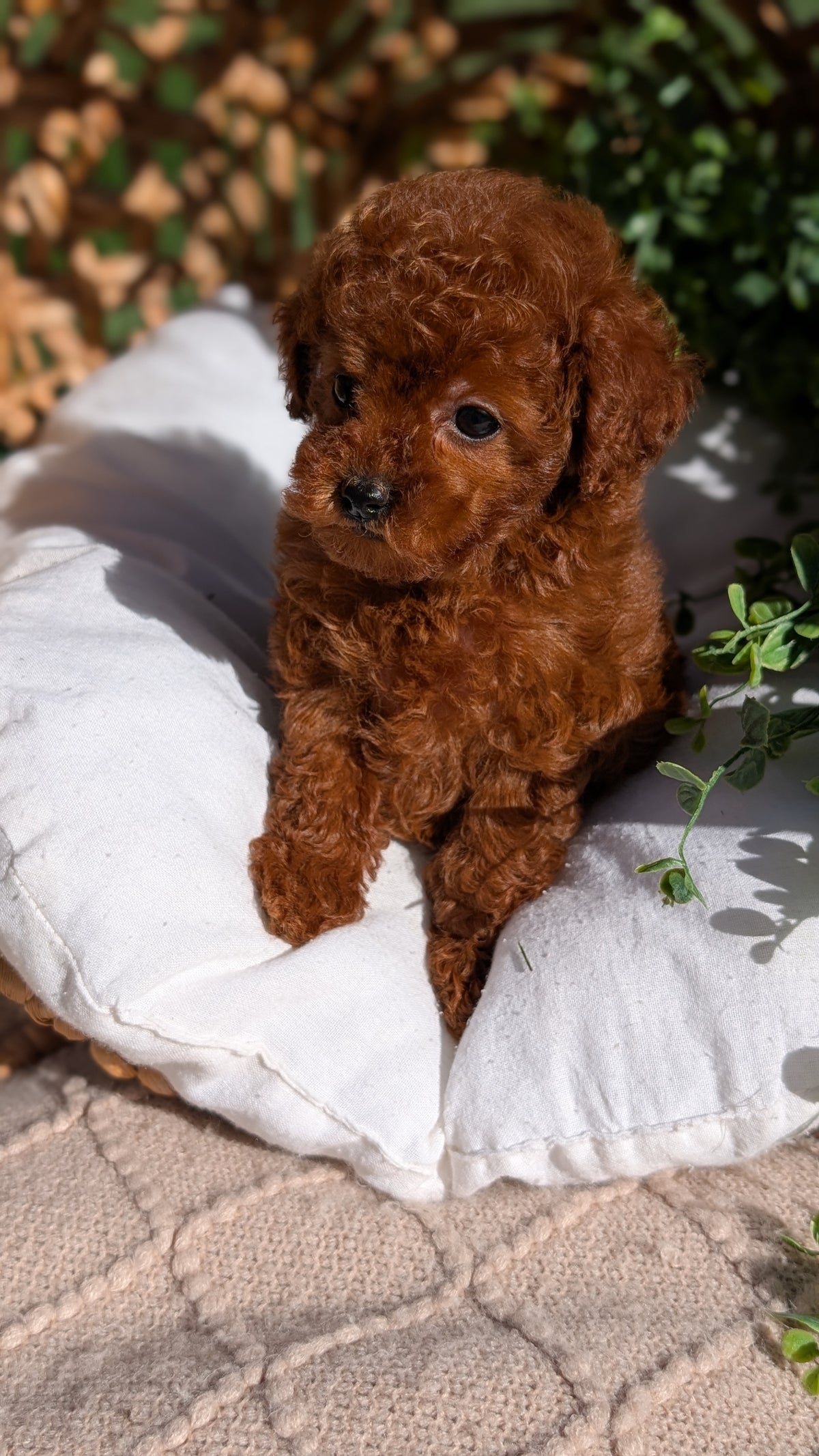 TOY POODLE (AUG 20) 1 FEMALE