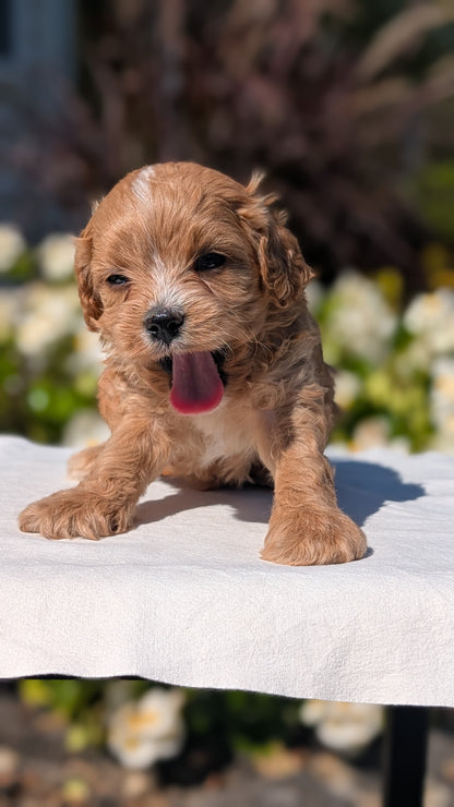 CAVAPOO (AUG 20) 2 MALES/1 FEMALE