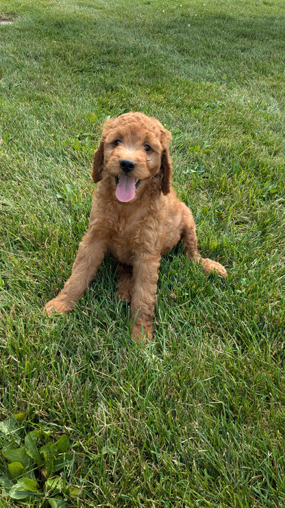 IRISH DOODLE (07/06) MALE