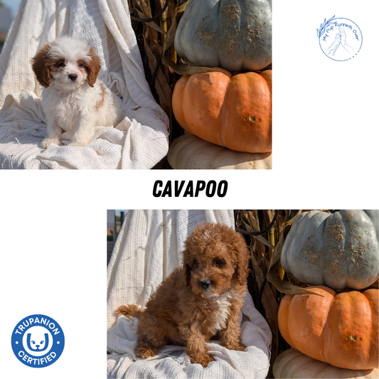 CAVAPOO (07/26) MALE