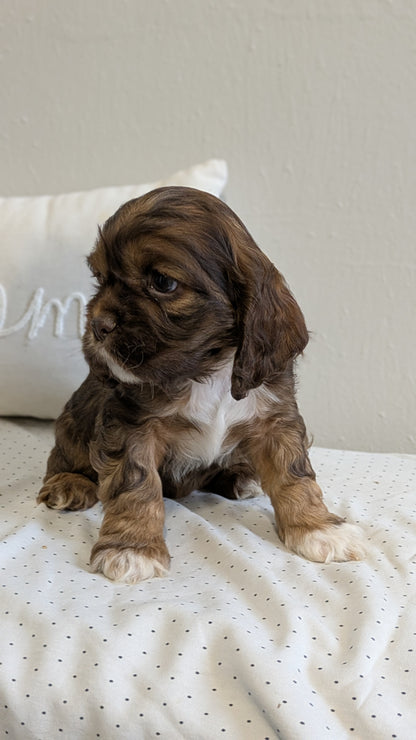 COCKER SPANIEL (02/14) MALE