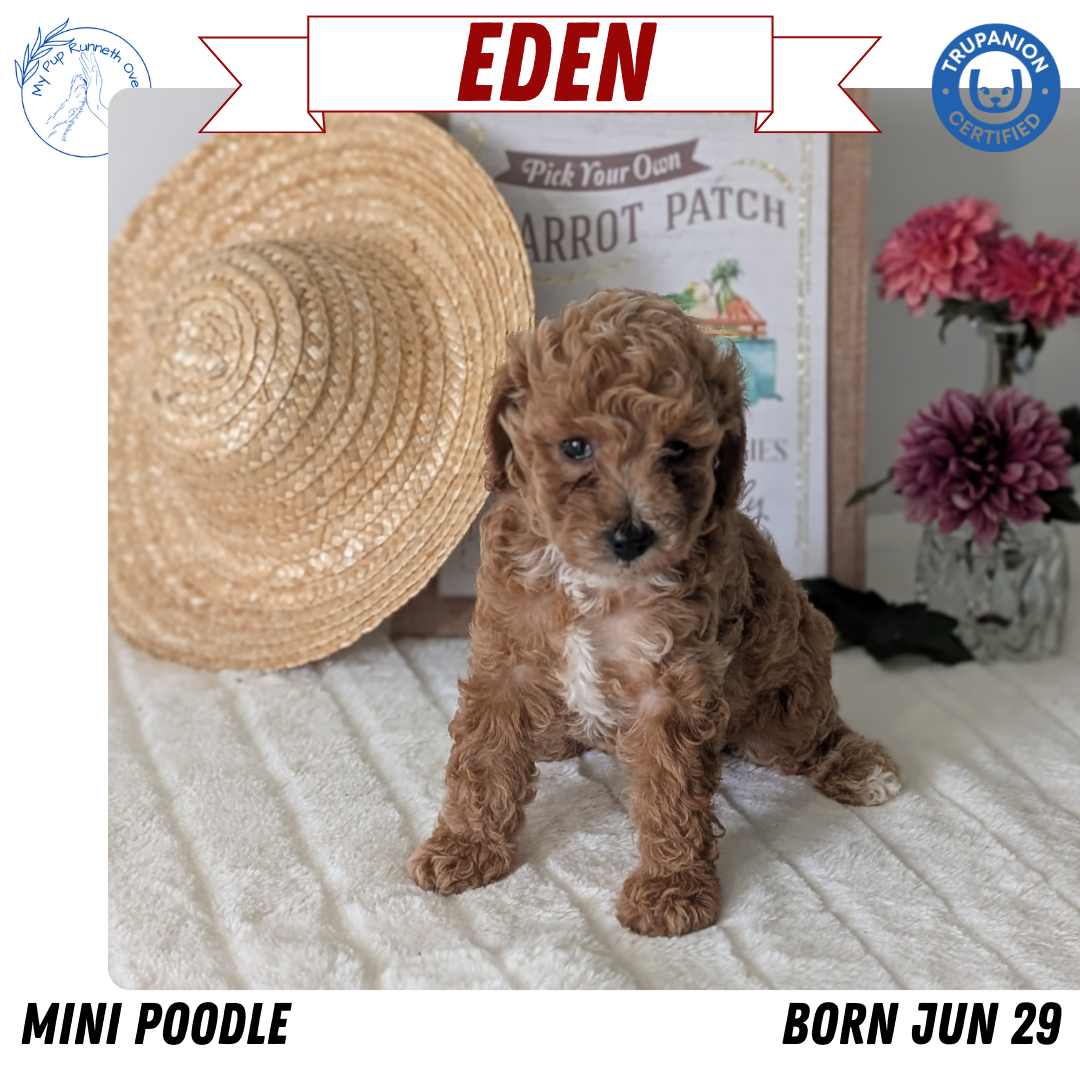 MINI POODLE (06/29) FEMALE