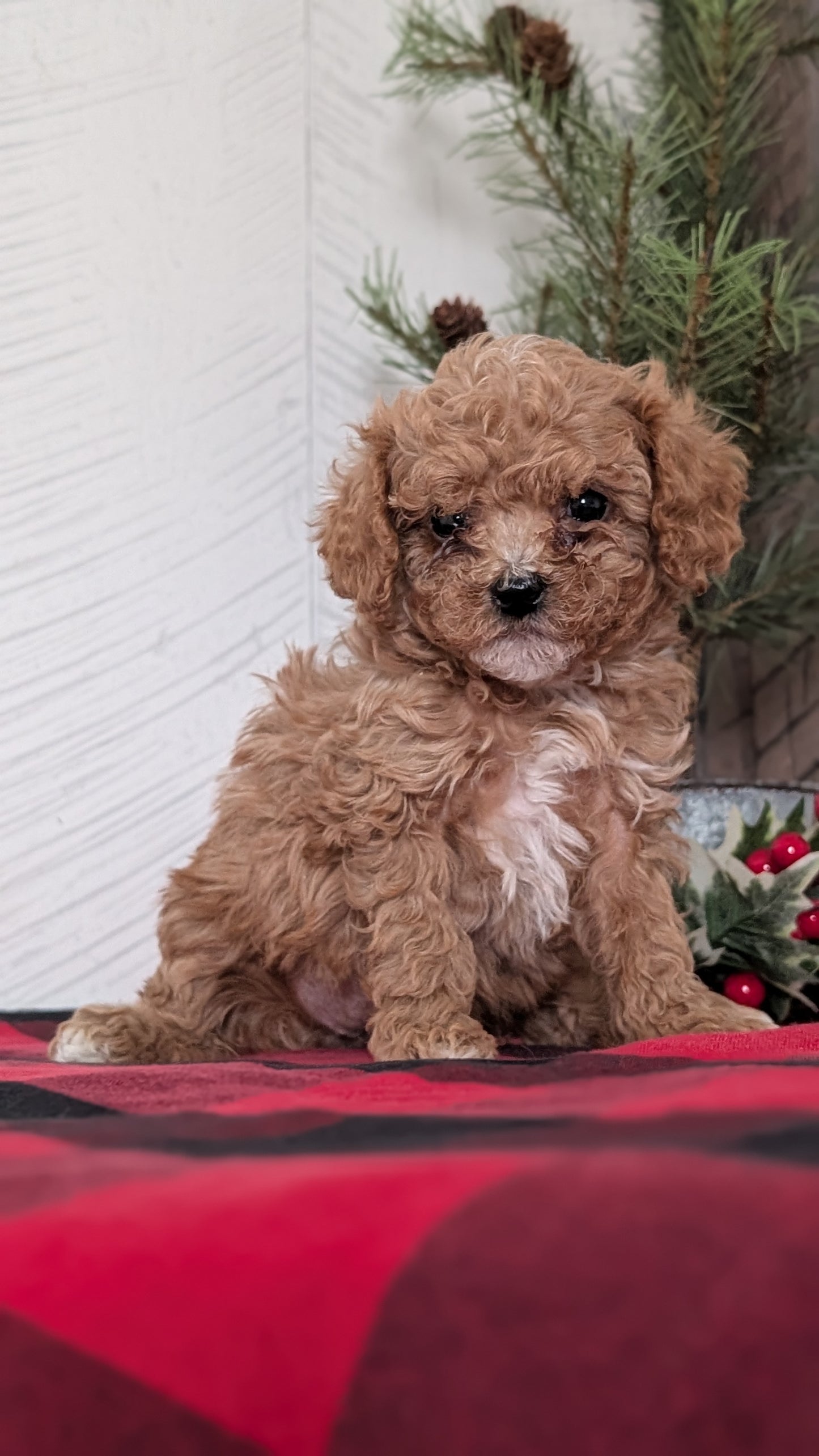 CAVAPOO (OCT 27) FEMALES